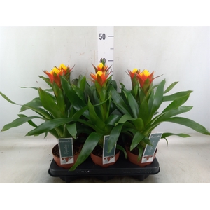 Guzmania   ...