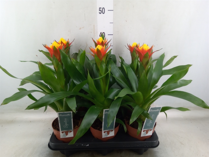 <h4>Guzmania   ...</h4>