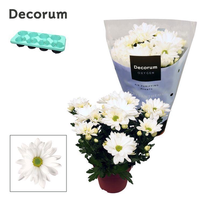 <h4>Chrysanne® Margarita White</h4>