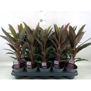 Cordyline fruti. 'Rumba'