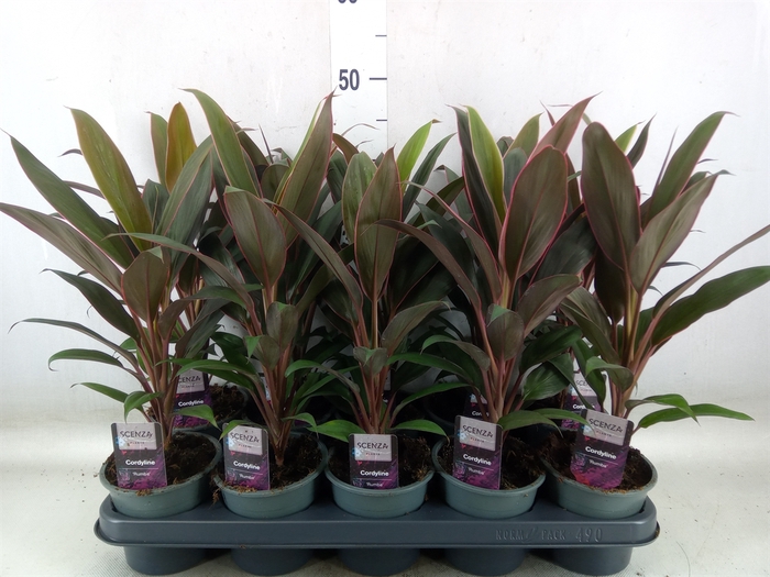 <h4>Cordyline fruti. 'Rumba'</h4>