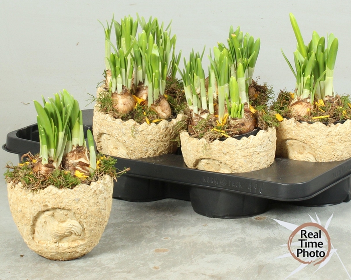 <h4>ARR NARCISSUS</h4>