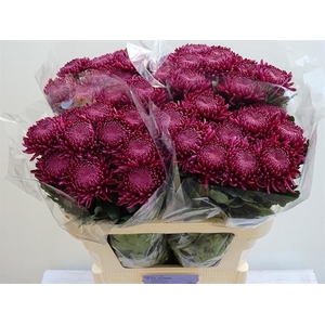 CHR G BIGOUDI PURPLE