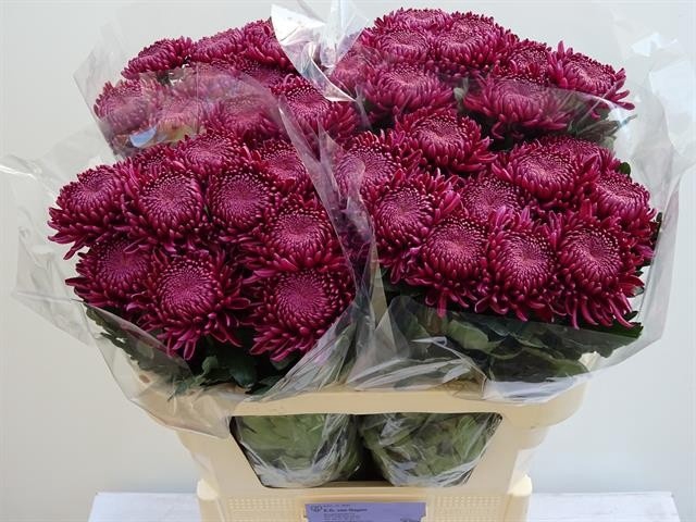 <h4>CHR G BIGOUDI PURPLE</h4>