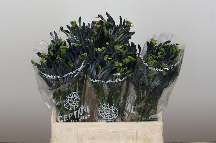 <h4>Anigozanthos Celebrations Masquerade</h4>