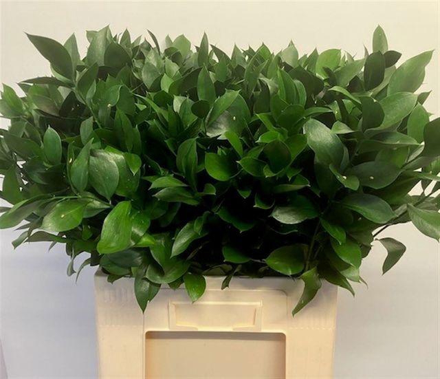 <h4>Ruscus Hypophyllum</h4>