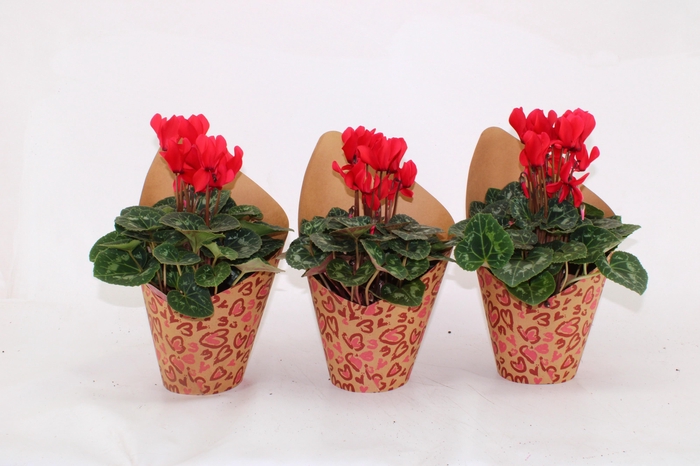 <h4>CYCL MD SUP ALLURE</h4>