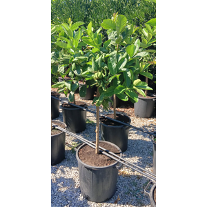 Citrus medica