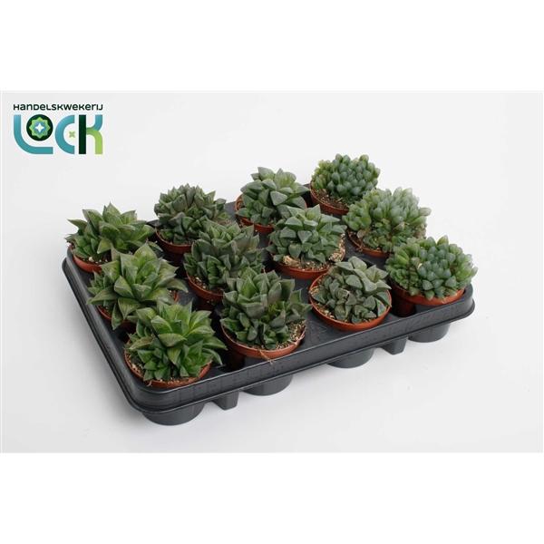 <h4>Haworthia overig</h4>