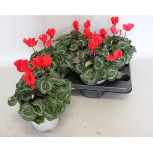 Cyclamen Super Serie XL Red