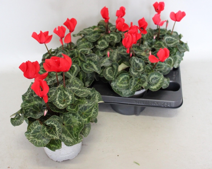 <h4>Cyclamen Super Serie XL Red</h4>