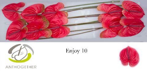 <h4>ANTH A ENJOY 10</h4>