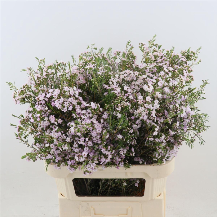 <h4>CHAMELAUCIUM UNCI. 'DANCQUEEN'</h4>