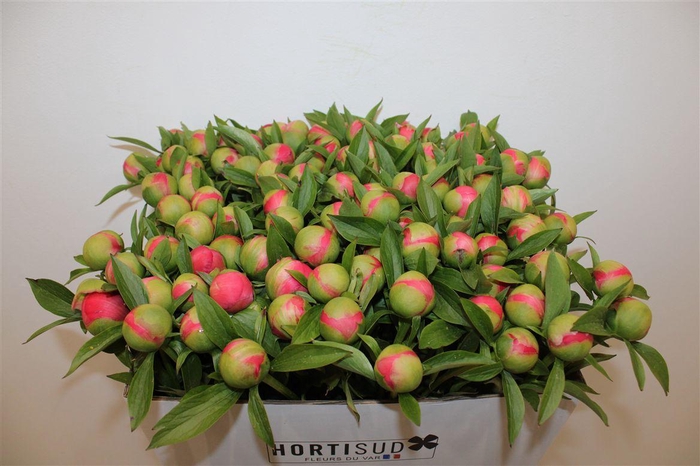 <h4>Paeo L Coral Charm</h4>