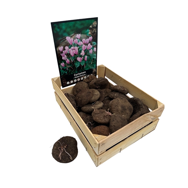 <h4>Houtenkistje Cyclamen Hederifolium x 30 30/35</h4>