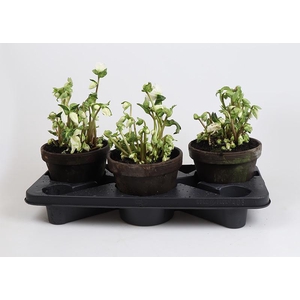 HELLEBORUS NIGER P18