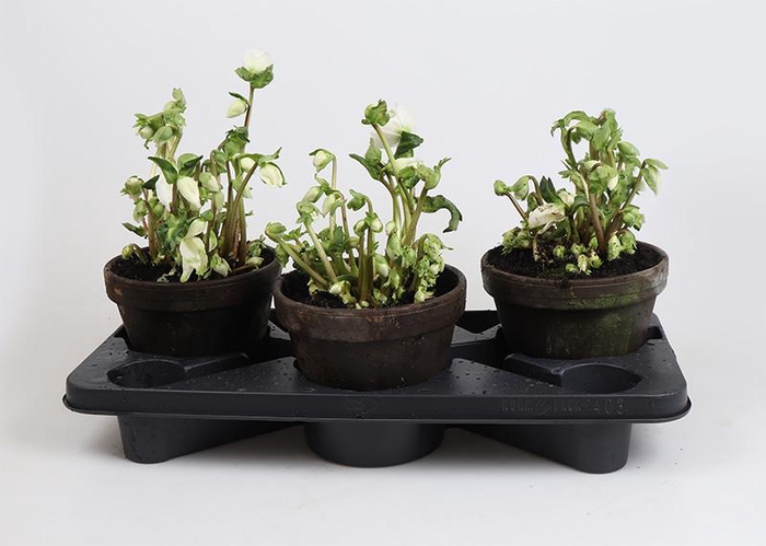 <h4>HELLEBORUS NIGER P18</h4>