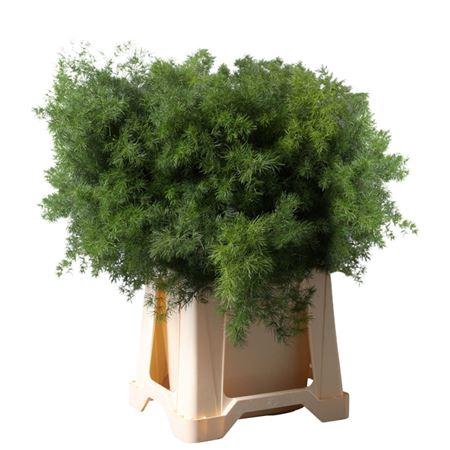 <h4>ASP UMBELLATUS</h4>