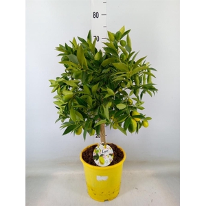 Citrofortunella floridana