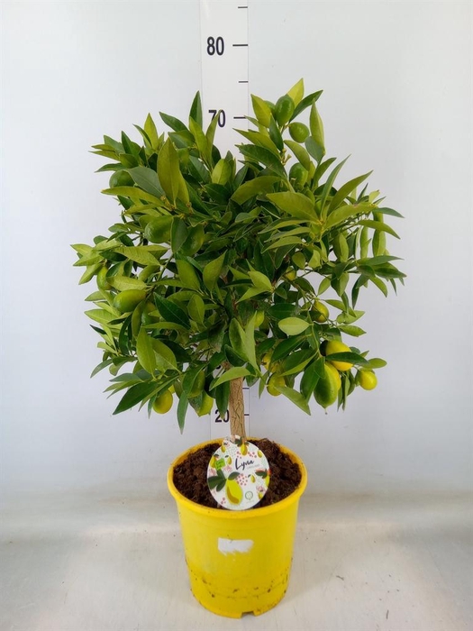 <h4>Citrofortunella floridana</h4>