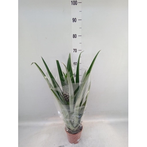 Ananas  'Champaca'