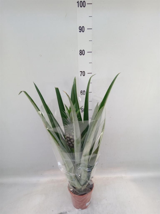 <h4>Ananas  'Champaca'</h4>