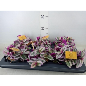 Tradescantia cerinth. 'Nanouk'