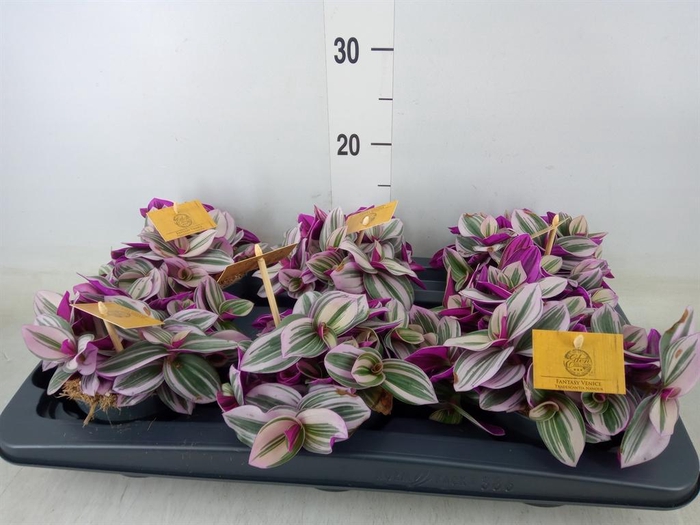 <h4>Tradescantia cerinth. 'Nanouk'</h4>