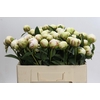 Paeonia Bowl Of Cream