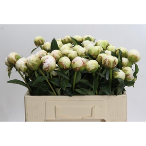 Paeonia Bowl Of Cream