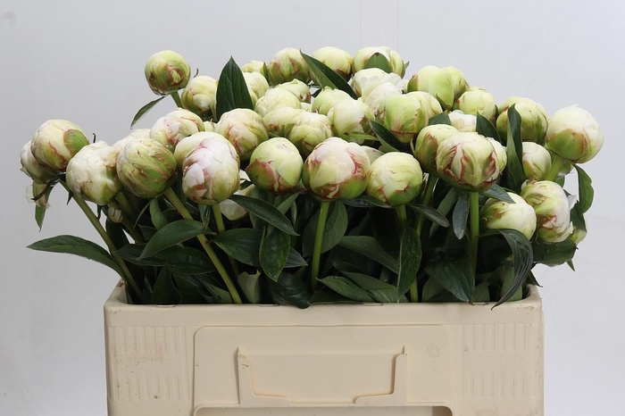 <h4>Paeonia Bowl Of Cream</h4>