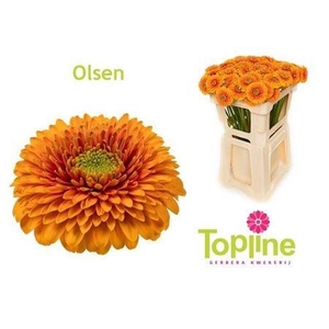 Ge Bv Ayala 08 CM,(NL),(20)