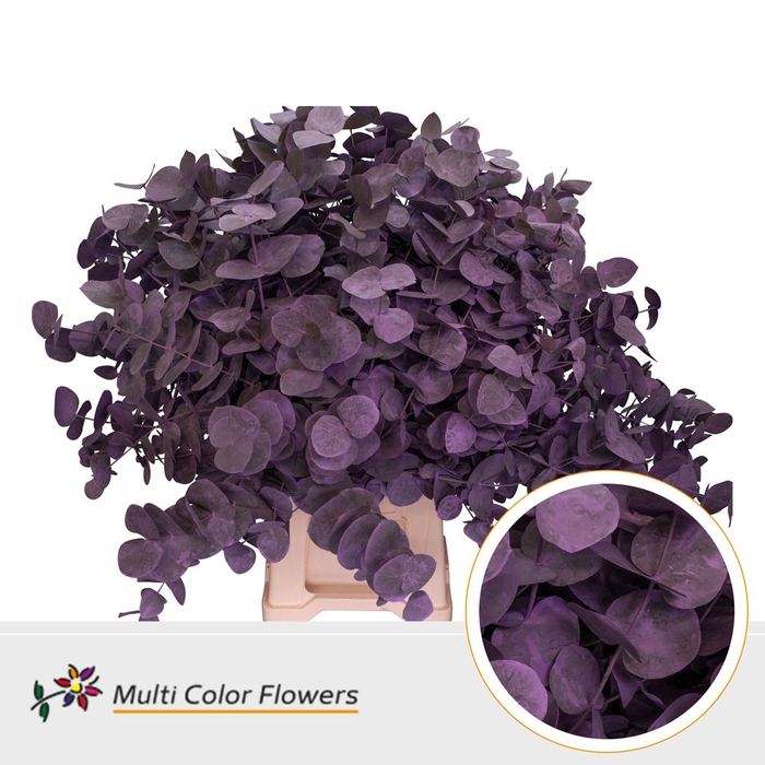 <h4>Eucalyptus cinerea Frost Milka</h4>