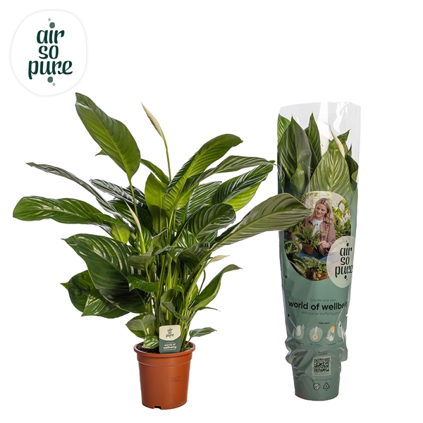 <h4>Spathiphyllum 'Isabella' ASP</h4>