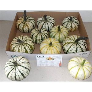 Cucurbita P-ke Mon