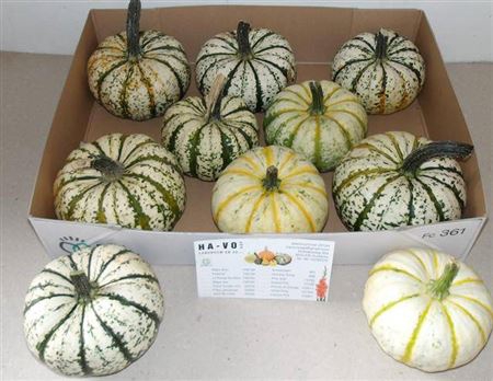 <h4>Cucurbita P-ke Mon</h4>