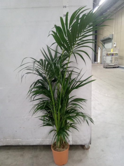 <h4>Howea forsteriana</h4>