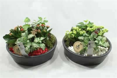 <h4>6010 BLACK KER KON LAAG</h4>