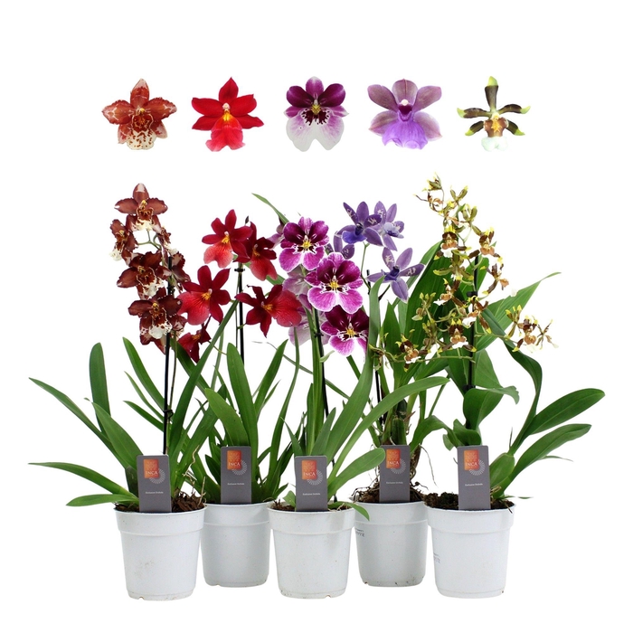 <h4>Orchid mix 1 spike 35-50 cm</h4>