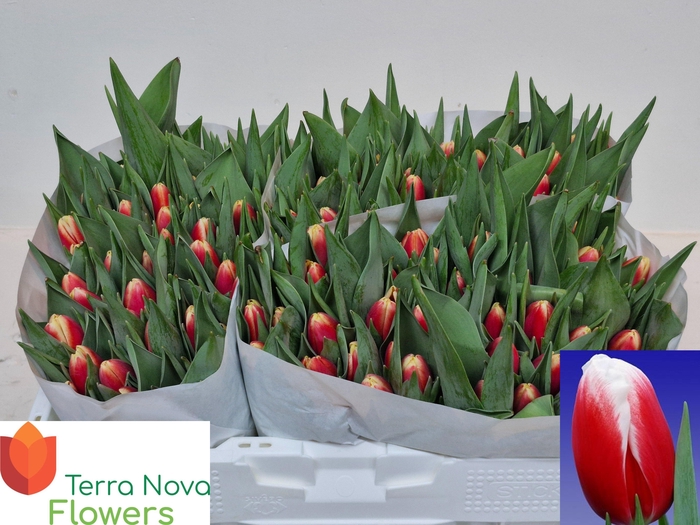 <h4>TU EN ENERGY4ALL</h4>