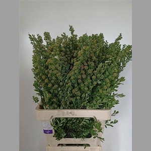 Spiraea Nip Snowmound