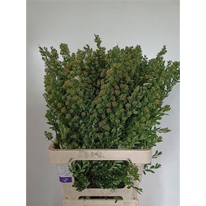 Spiraea Nip Snowmound