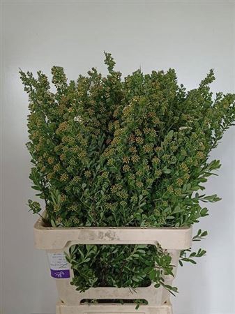 <h4>Spiraea Nip Snowmound</h4>