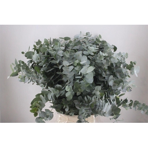 Euca Cinerea 300gr P Bunch