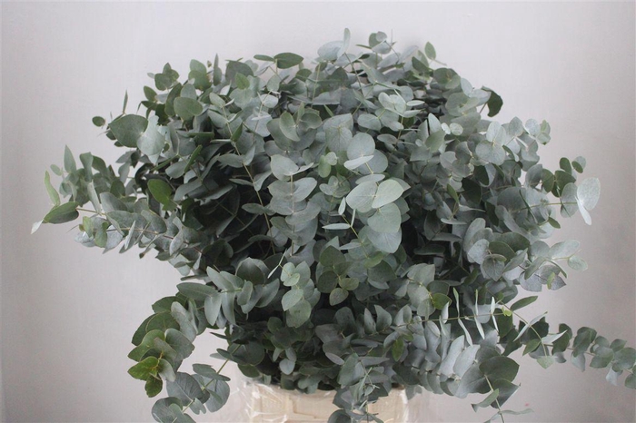 <h4>Euca Cinerea 300gr P Bunch</h4>