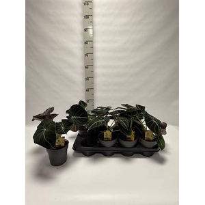 ALOC BLACK VELVET