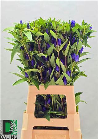 <h4>Genti Just Blue</h4>