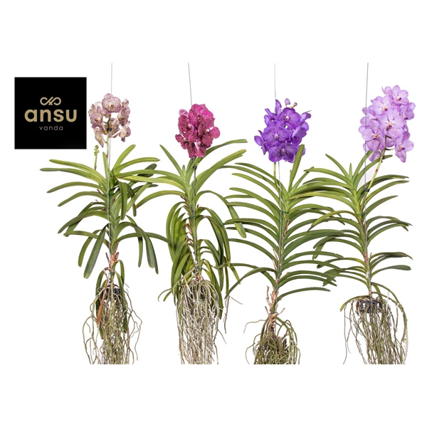 <h4>Vanda A2 XXL Colour Mix</h4>