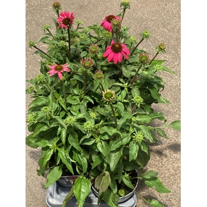 Echinacea purpurea 'Pink'
