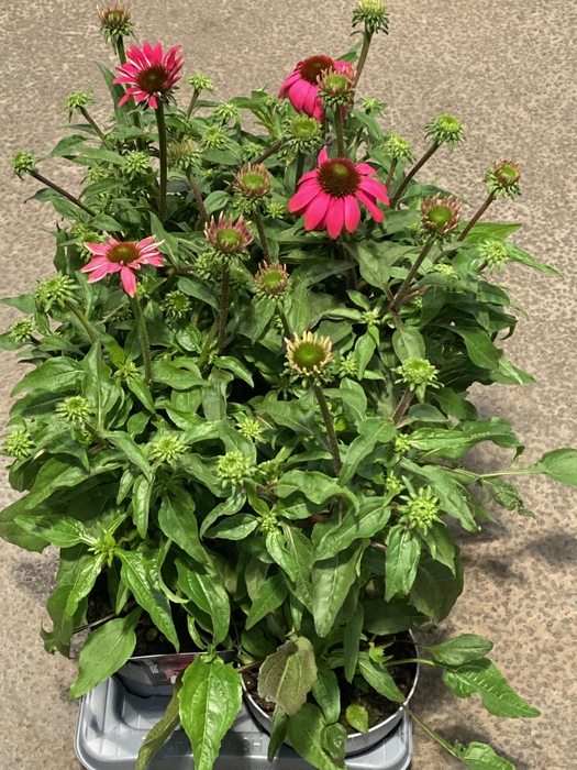 <h4>Echinacea purpurea 'Pink'</h4>